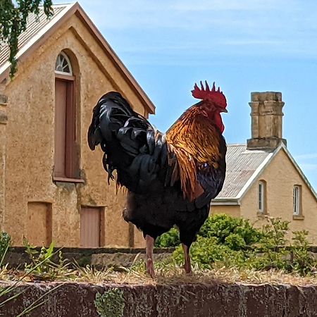Woolmers Estate Longford 外观 照片