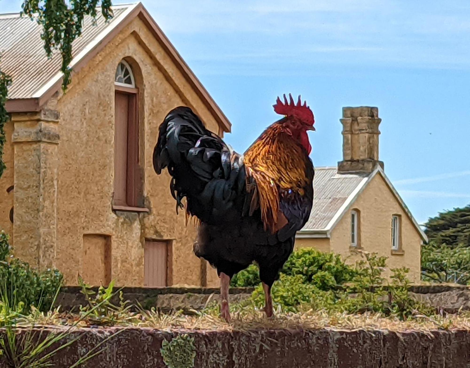 Woolmers Estate Longford 外观 照片